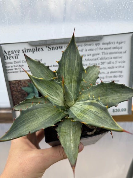 Image of Agave simplex 'Snow Devil'