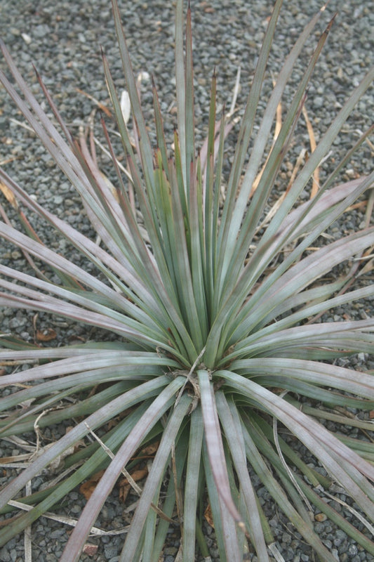 Image of Agave tenuifolia taken at J.C. Raulston Arboretum, NC by JLBG