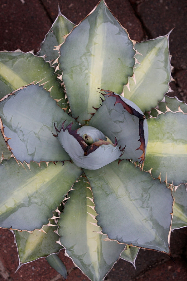 Image of Agave titanota 'X-Rays' taken at Juniper Level Botanic Gdn, NC by JLBG