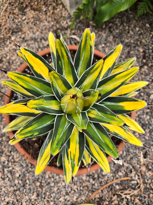 Image of Agave victoriae-reginae 'Sun King' taken at Juniper Level Botanic Gdn, NC by JLBG