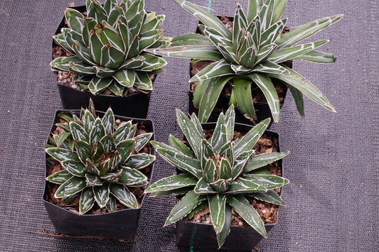 Image of Agave victoriae-reginae ssp. swobodae taken at PDN Sales House