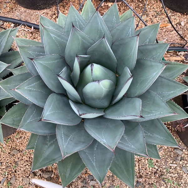 Image of Agave x victorifolia 'Sho-Time' taken at Rancho Tissue Technologies, CA by Rancho Tissue Technologies