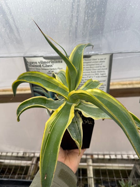 Image of Agave vilmoriniana 'Stained Glass'