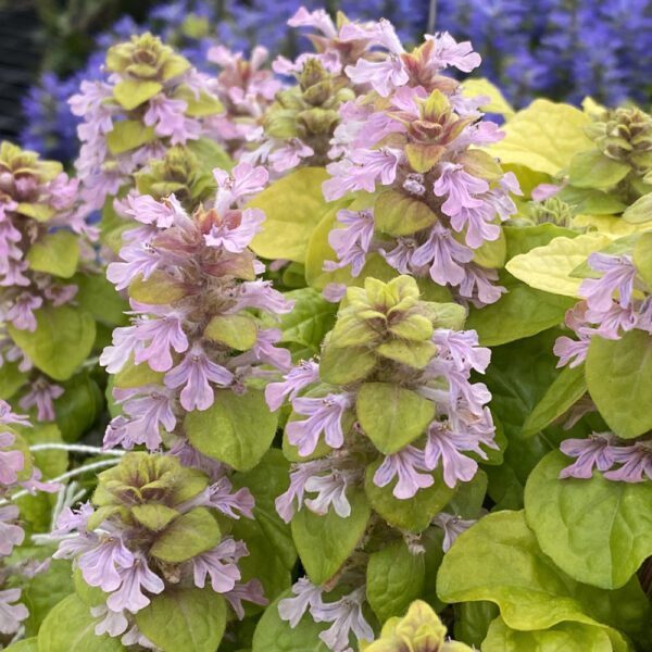 Image of Ajuga 'Flashy Flamingo' PPAF taken at Garden Solutions by C. Hansen