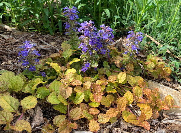 Image of Ajuga 'Parrot Paradise' taken at Juniper Level Botanic Gdn, NC by C. Hardison