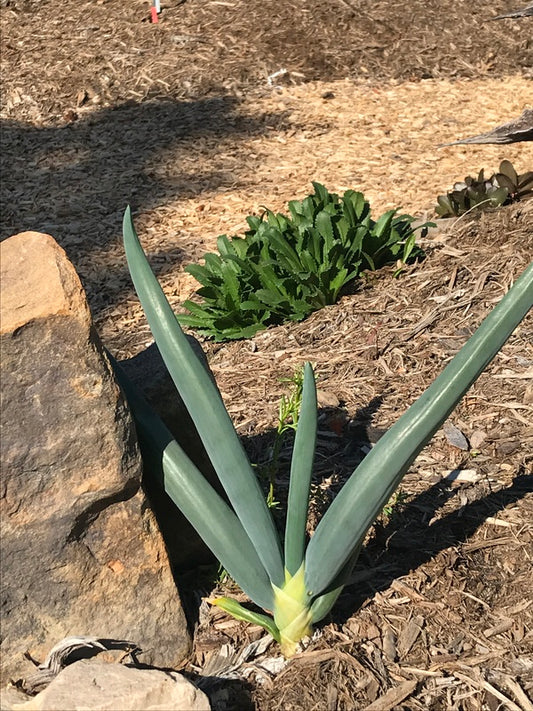 Image of Allium altaicum 'Bone Head' taken at Juniper Level Botanic Gdn, NC by Chris Hardison