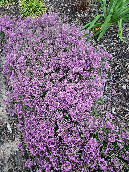 Image of Allium kiiense taken at Juniper Level Botanic Gdn, NC by JLBG