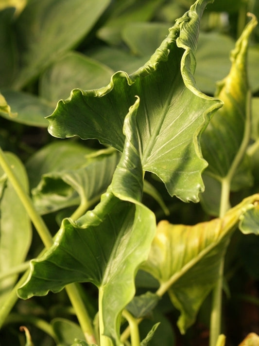 Image of Alocasia cucullata 'Crinkles' taken at Juniper Level Botanic Gdn, NC by JLBG