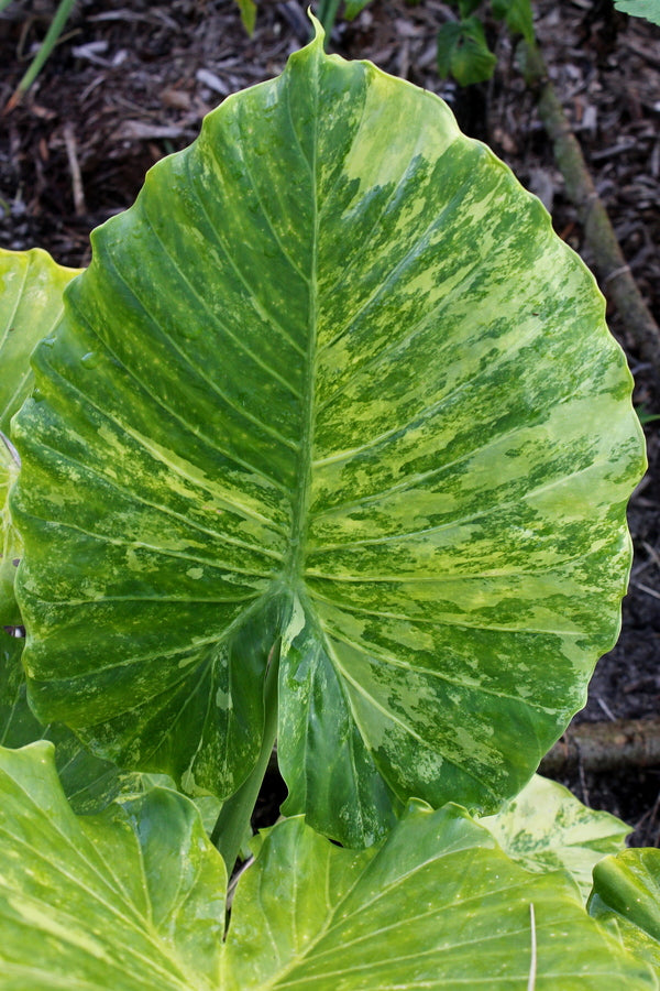 Image of Alocasia odora 'Tropical Mist' taken at Juniper Level Botanic Gdn, NC by JLBG
