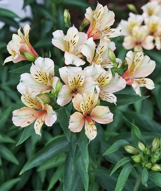 Image of Alstroemeria 'Koice' taken at Juniper Level Botanic Gdn, NC by JLBG