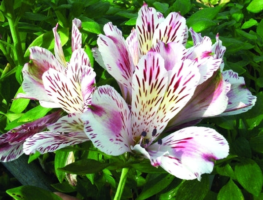 Image of Alstroemeria 'Liberty' PP 9,337 taken at University of Connecticut, CT by Univ. of CT