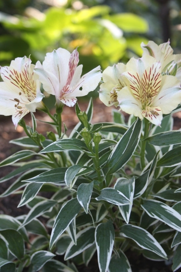 Image of Alstroemeria 'Princess Fabiana' taken at Juniper Level Botanic Gdn, NC by JLBG