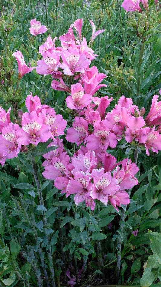 Image of Alstroemeria 'Summer Saint' taken at Walters Gardens, MI by JLBG