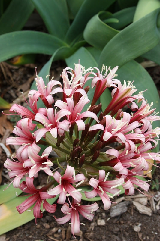 Image of Ammocharis coranica