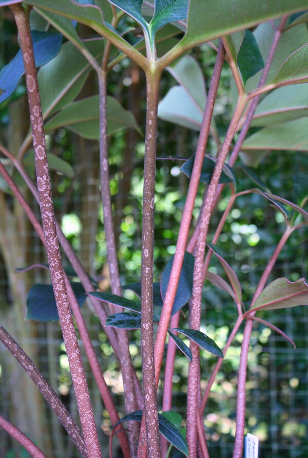 Image of Amorphophallus atroviridis 'Red Sox' taken at Juniper Level Botanic Garden, Raleigh NC by JLBG