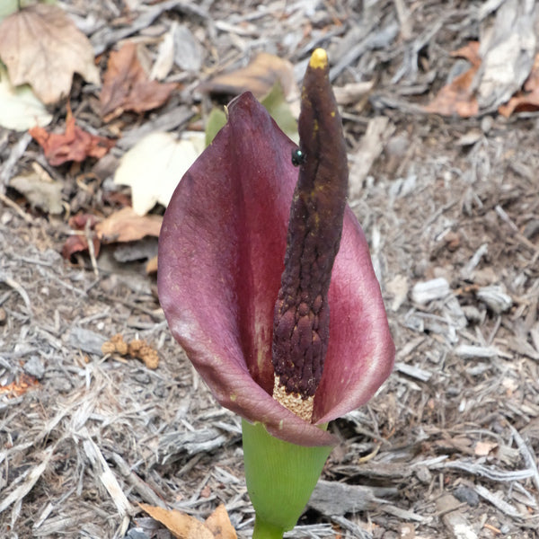 Image of Amorphophallus x konbus 'Meister Eckardt' taken at Juniper Level Botanic Gdn, NC by JLBG