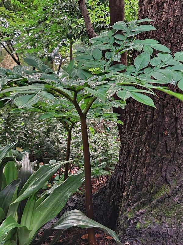 Image of Amorphophallus konjac 'Nightstick' taken at Juniper Level Botanic Gdn, NC by JLBG