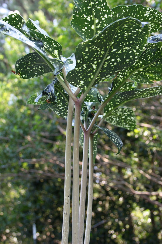 Image of Amorphophallus lacourii 'Hot Night Spot' taken at Juniper Level Botanic Gdn, NC by JLBG