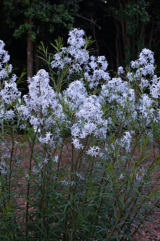 Image of Amsonia 'Wild Blue Yonder' taken at Juniper Level Botanic Garden, Raleigh NC by JLBG
