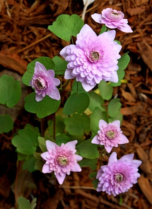 Image of Anemonella thalictroides 'Schoaf's Double Pink' taken at Juniper Level Botanic Gdn, NC by JLBG
