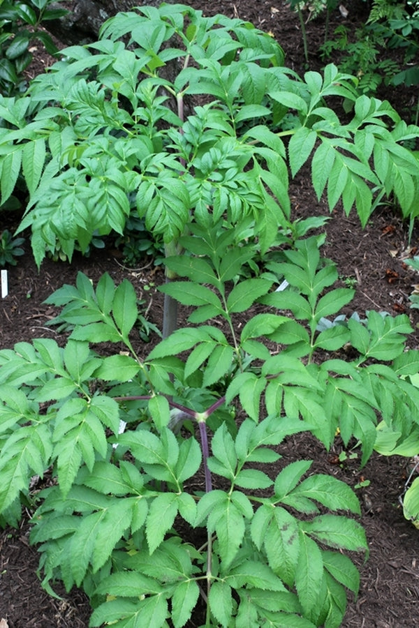 Image of Angelica dahurica taken at Juniper Level Botanic Gdn, NC by JLBG