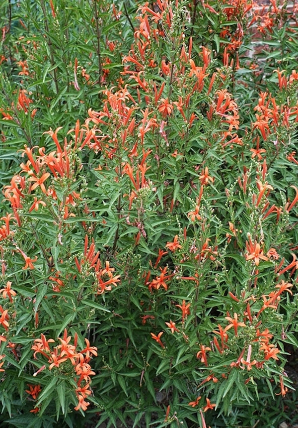 Image of Anisacanthus wrightii taken at Juniper Level Botanic Gdn, NC by JLBG