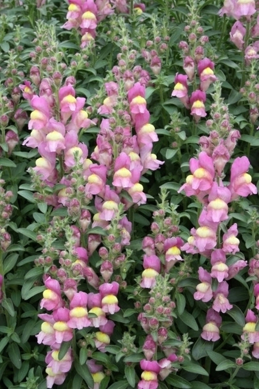 Image of Antirrhinum hispanicum taken at Juniper Level Botanic Gdn, NC by JLBG
