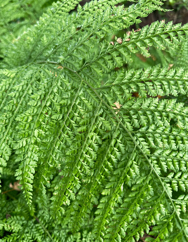 Image of Arachniodes standishii 'Mt. Daisen' taken at Juniper Level Botanic Garden, Raleigh NC by Lidia Churakova