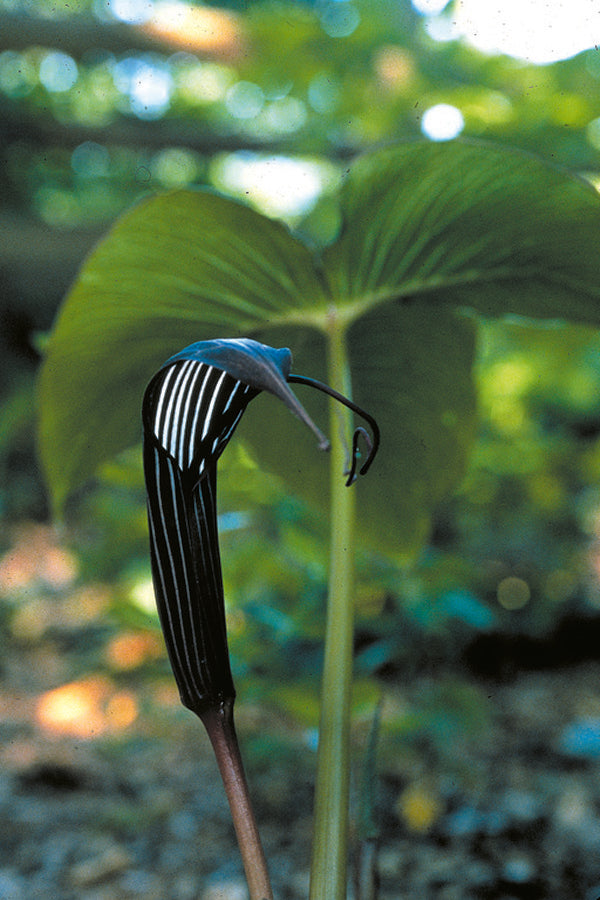 Image of Arisaema costatum taken at J. McClements Gdn, DE by J. McClements