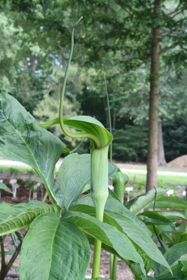 Image of Arisaema tortuosum taken at Juniper Level Botanic Gdn, NC by JLBG