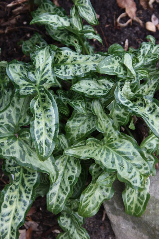 Image of Arum italicum 'White Winter' taken at Juniper Level Botanic Gdn, NC by JLBG