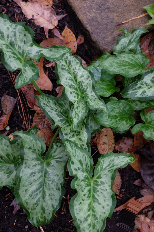 Image of Arum italicum 'X-Ray' taken at Juniper Level Botanic Gdn, NC by JLBG