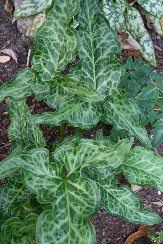 Image of Arum italicum 'Zebra Stripes' taken at Juniper Level Botanic Gdn, NC by JLBG
