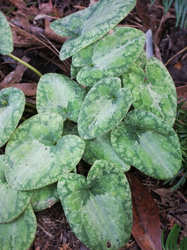 Image of Asarum 'Setsu Getsu Ka' taken at Juniper Level Botanic Gdn, NC by JLBG