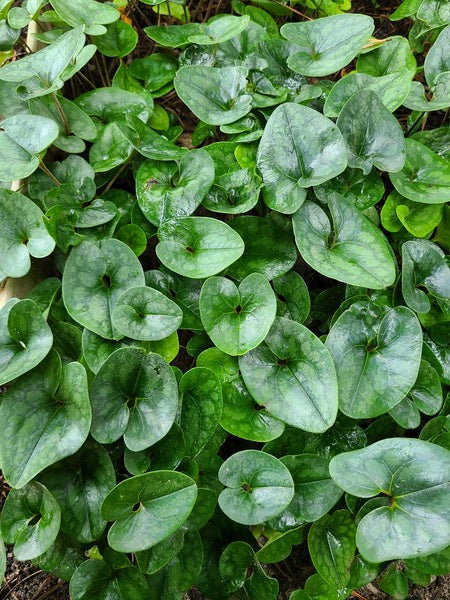Image of Asarum arifolium var. callifolium 'Rock and Roll' taken at Juniper Level Botanic Gdn, NC by JLBG