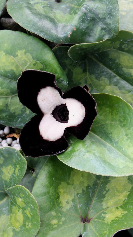 Image of Asarum maximum 'Ling Ling' taken at Juniper Level Botanic Gdn, NC by JLBG