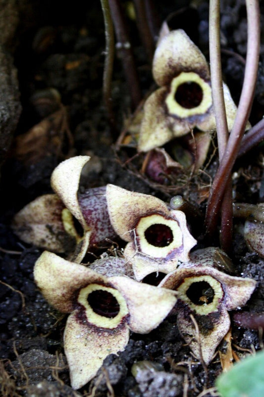 Image of Asarum nipponicum 'Milky Way'