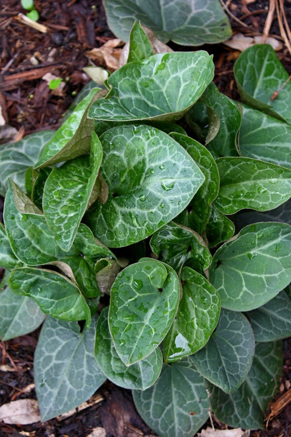 Image of Asarum nipponicum 'Milky Way'