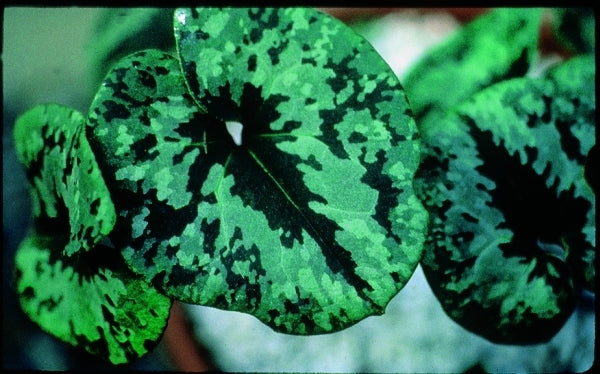 Image of Asarum nipponicum taken at B. Yinger Gdn, PA