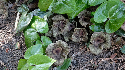 Image of Asarum nobilissimum 'King Kong' taken at Juniper Level Botanic Gdn, NC by JLBG