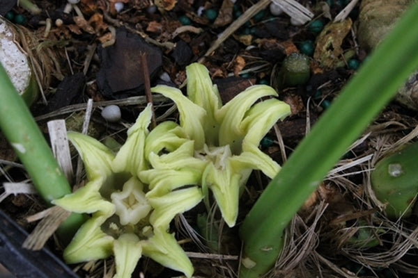 Image of Aspidistra attenuata 'Alishan Giant Splatter'