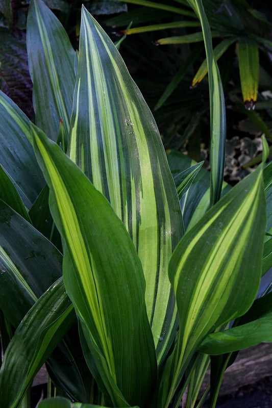 Image of Aspidistra elatior 'Goldfeather' taken at Juniper Level Botanic Garden, Raleigh NC by JLBG