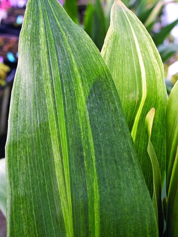 Image of Aspidistra elatior 'Morning Frost' taken at Juniper Level Botanic Gdn, NC by JLBG