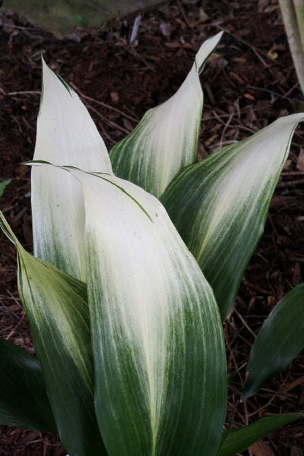 Image of Aspidistra elatior 'Snow Cap' taken at Juniper Level Botanic Gdn, NC by JLBG
