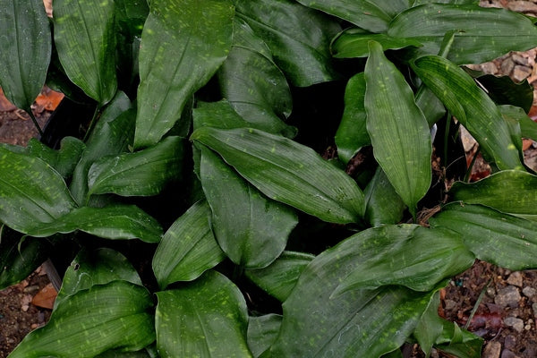 Image of Aspidistra fungilliformis 'Stargazey' taken at Juniper Level Botanic Gdn, NC by JLBG