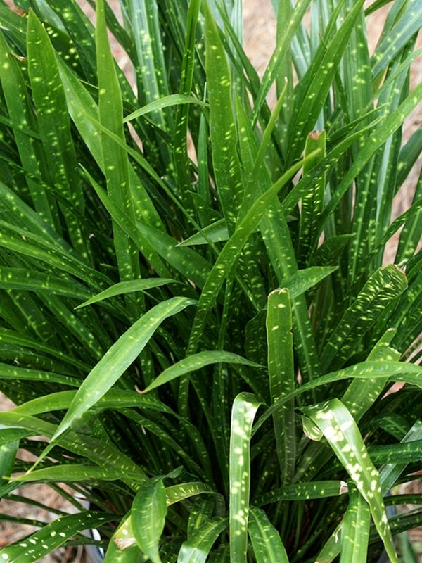 Image of Aspidistra minutiflora 'Leopard' taken at Juniper Level Botanic Gdn, NC by JLBG