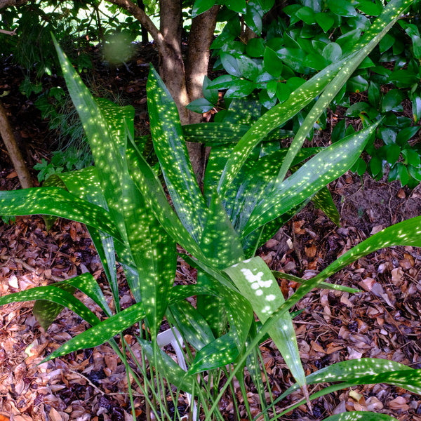 Image of Aspidistra sichuanensis 'Dappled Expectations' taken at Juniper Level Botanic Gdn, NC by JLBG