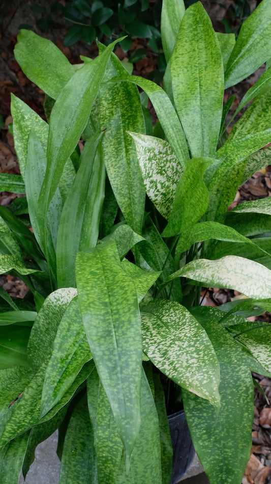 Image of Aspidistra subrotata 'Golden Shimmers' taken at Juniper Level Botanic Gdn, NC by JLBG