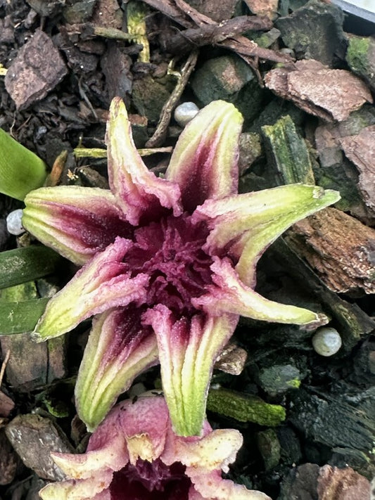 Image of Aspidistra sutepensis 'Chiang-Dao Chace' taken at Juniper Level Botanic Gdn, NC by Z. Hill