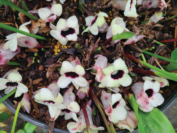Image of Aspidistra tonkinensis 'Hanoi Honey' taken at Juniper Level Botanic Gdn, NC by JLBG